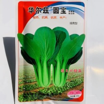 德高华尔兹圆宝青梗菜种子叶片大而圆耐热耐湿性好，青菜种子