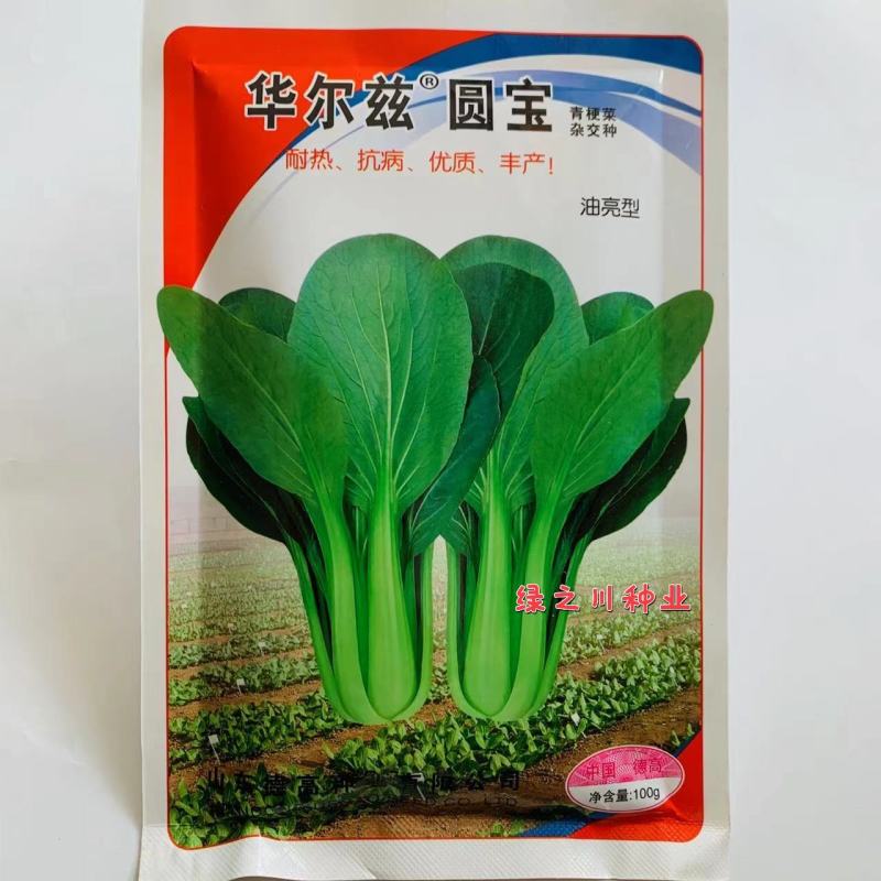 德高华尔兹圆宝青梗菜种子叶片大而圆耐热耐湿性好，青菜种子