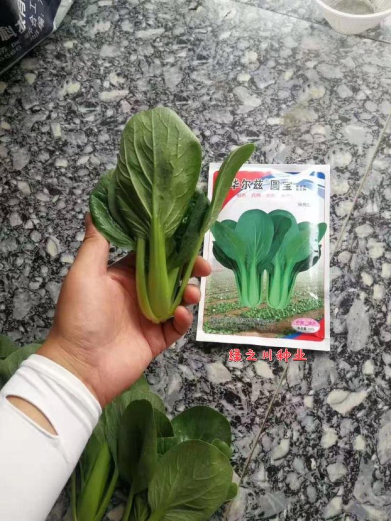 德高华尔兹圆宝青梗菜种子叶片大而圆耐热耐湿性好，青菜种子