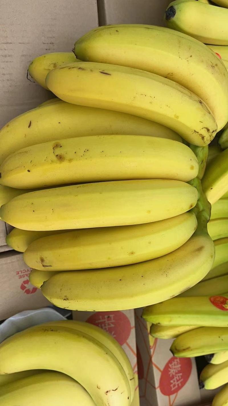 主做香蕉，一级二级蕉口感香甜软糯适合超市摆摊，包质量