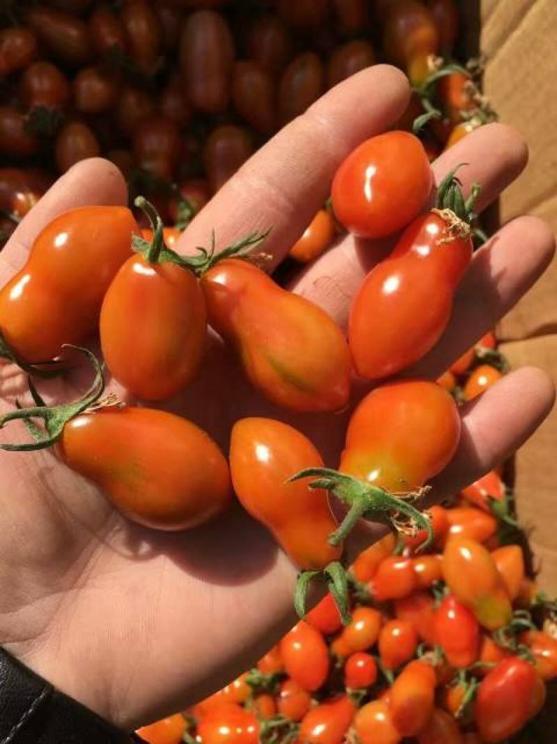 新品花生柿子种子超甜圣女果樱桃番茄草莓番茄种籽孑阳台四季