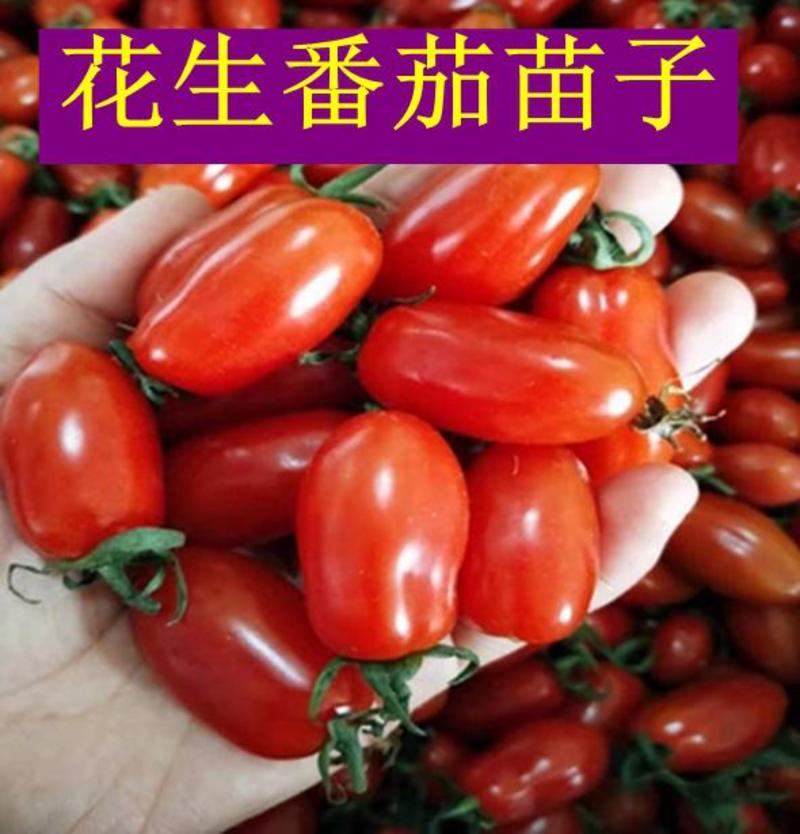 新品花生柿子种子超甜圣女果樱桃番茄草莓番茄种籽孑阳台四季
