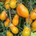 新品花生柿子种子超甜圣女果樱桃番茄草莓番茄种籽孑阳台四季