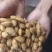 坚果干果杏仁巴旦木，壳杏，澳大利亚，美国，新疆