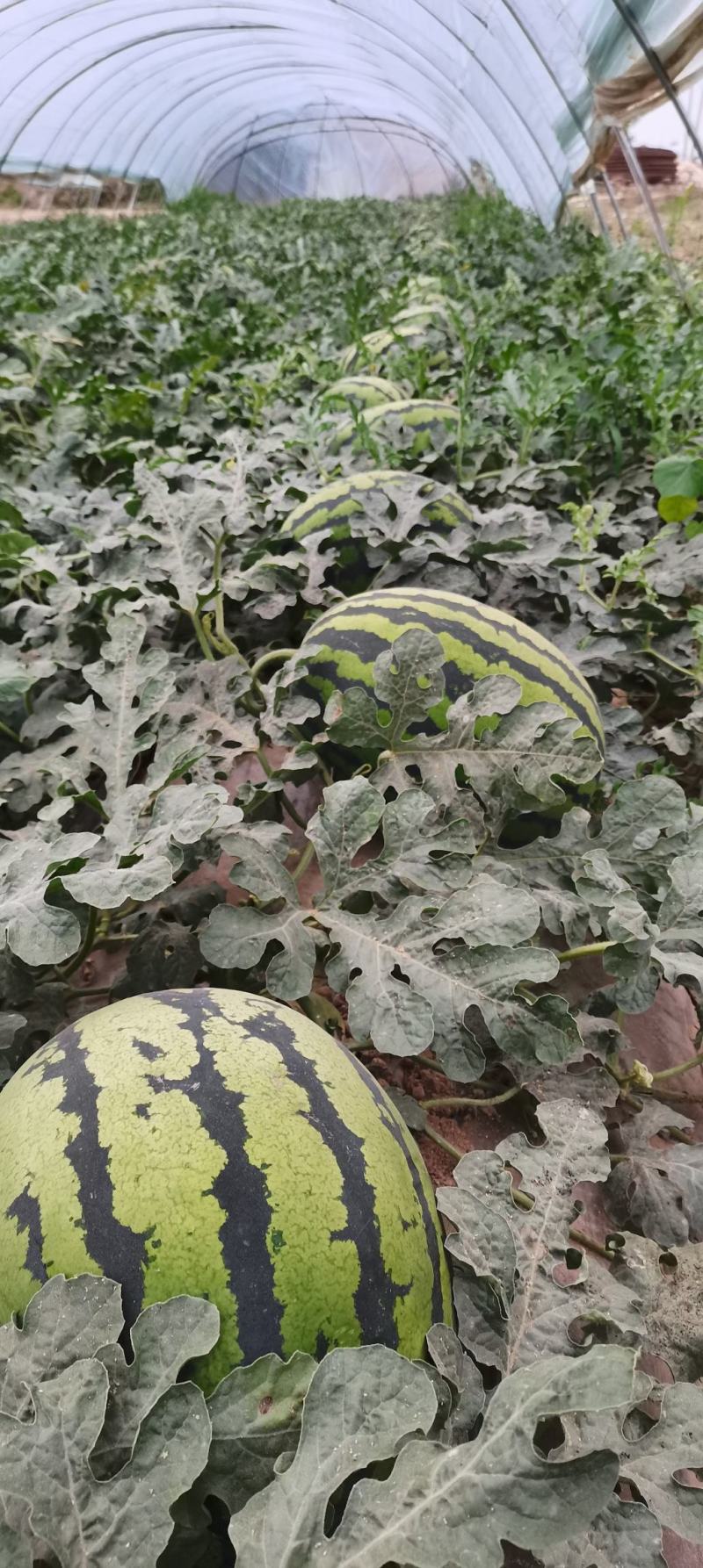 甜王西瓜10斤打底9成熟1茬