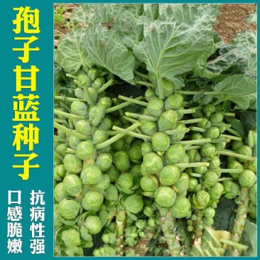 抱子甘蓝种子迷你小包菜种籽四季播盆栽蔬菜秋冬蔬菜种子