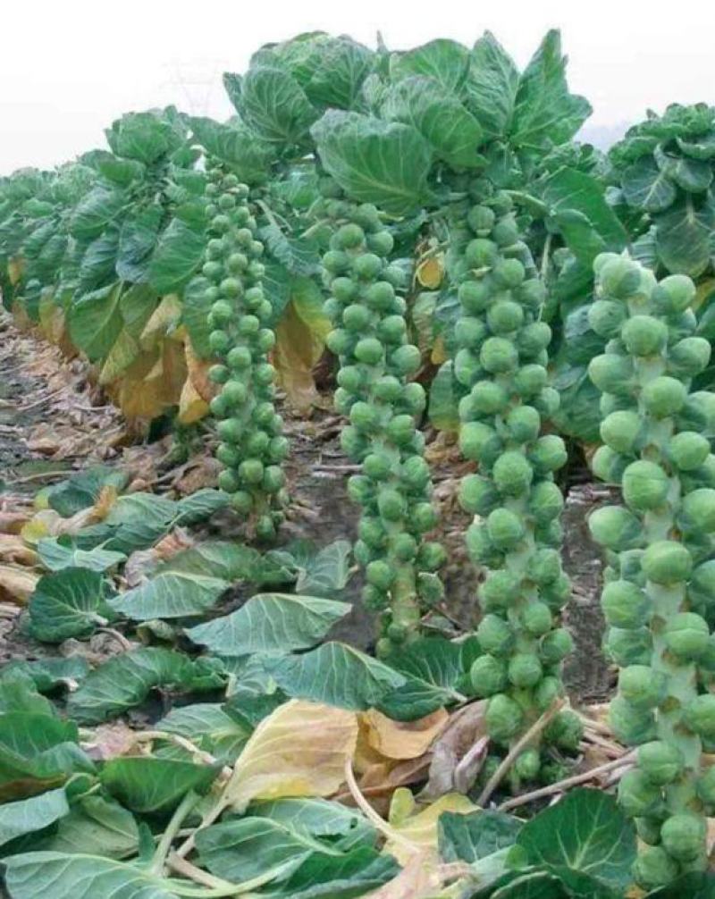 抱子甘蓝种子迷你小包菜种籽四季播盆栽蔬菜秋冬蔬菜种子