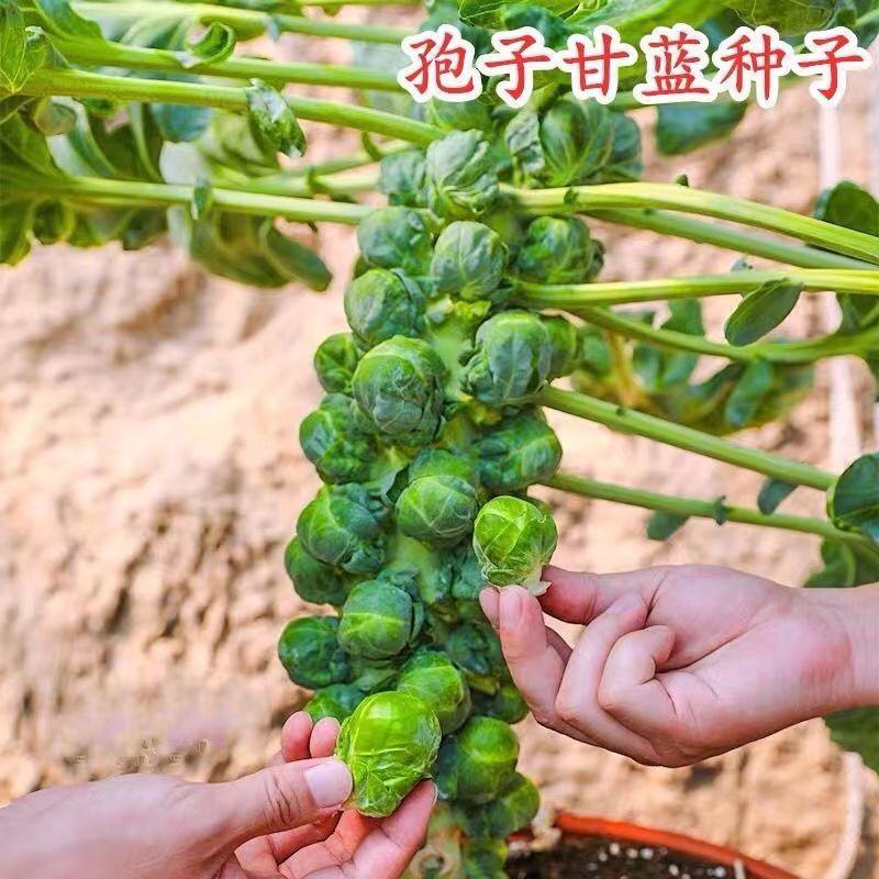 抱子甘蓝种子迷你小包菜种籽四季播盆栽蔬菜秋冬蔬菜种子