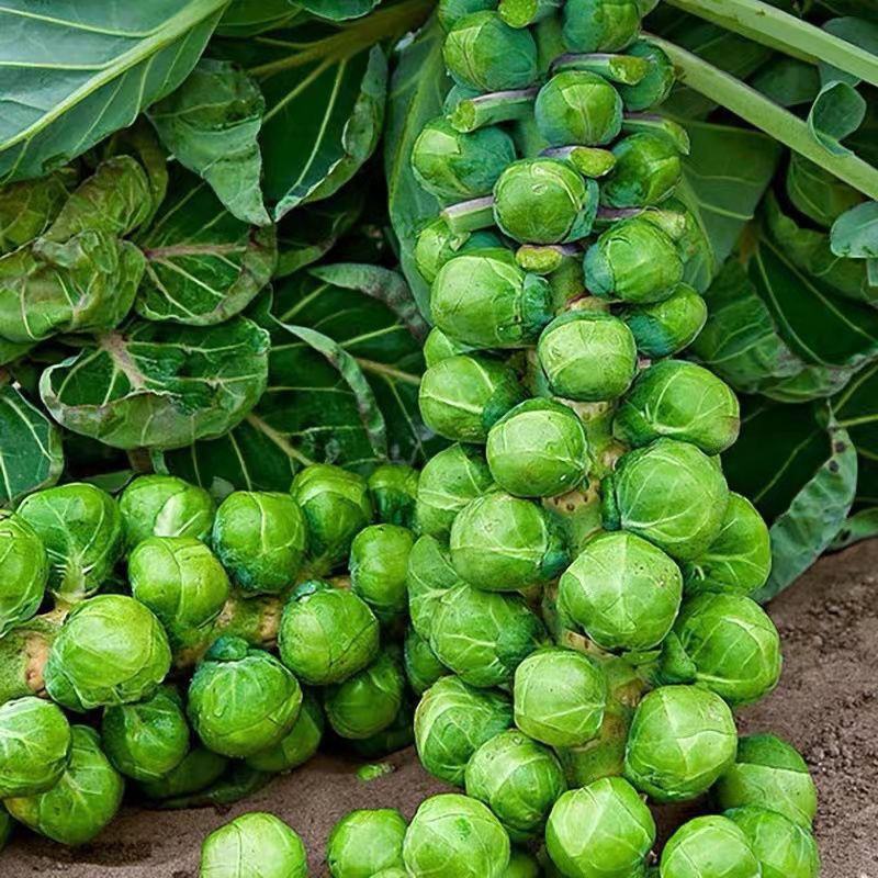 抱子甘蓝种子迷你小包菜种籽四季播盆栽蔬菜秋冬蔬菜种子