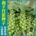 抱子甘蓝种子迷你小包菜种籽四季播盆栽蔬菜秋冬蔬菜种子