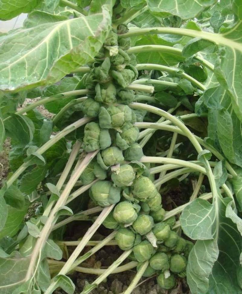 抱子甘蓝种子迷你小包菜种籽四季播盆栽蔬菜秋冬蔬菜种子