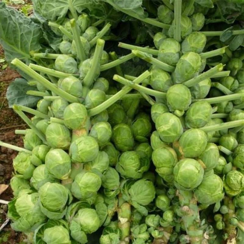 抱子甘蓝种子迷你小包菜种籽四季播盆栽蔬菜秋冬蔬菜种子