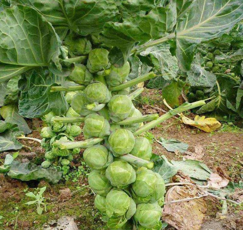 抱子甘蓝种子迷你小包菜种籽四季播盆栽蔬菜秋冬蔬菜种子