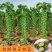 抱子甘蓝种子迷你小包菜种籽四季播盆栽蔬菜秋冬蔬菜种子