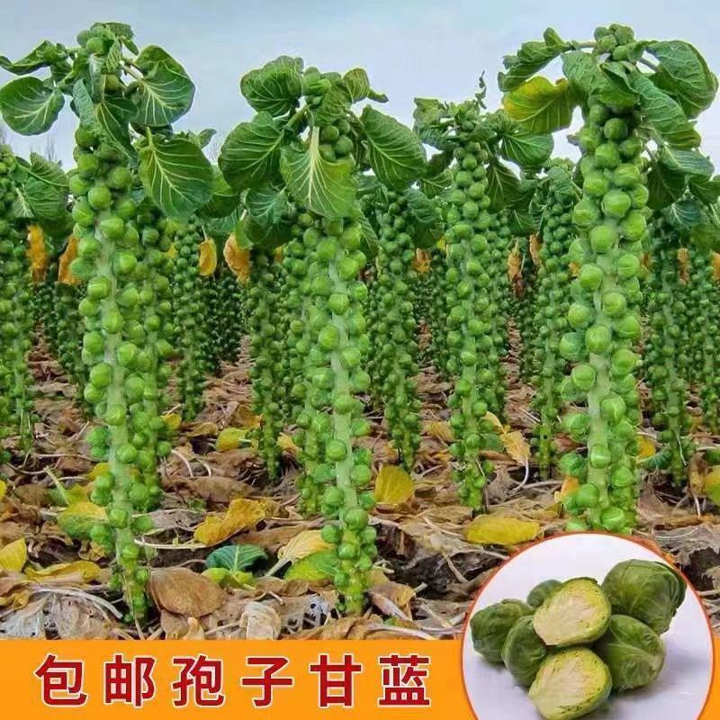 抱子甘蓝种子迷你小包菜种籽四季播盆栽蔬菜秋冬蔬菜种子
