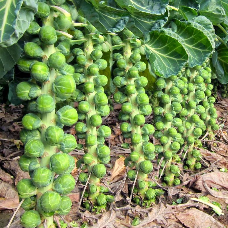 抱子甘蓝种子迷你小包菜种籽四季播盆栽蔬菜秋冬蔬菜种子
