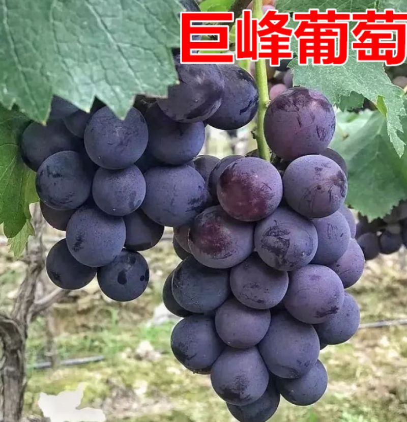 【推荐】河北万亩巨峰葡萄品质保证诚信经营欢迎老板联系