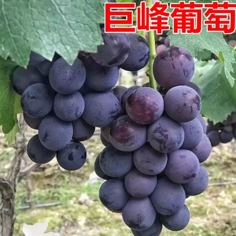 【推荐】河北万亩巨峰葡萄品质保证诚信经营欢迎老板联系