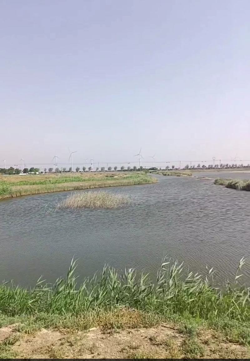 山东滨州鱼塘承包600多亩有养殖证，也可合作养殖