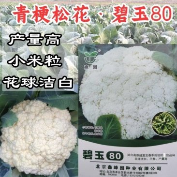 碧玉80松花菜种子80天青梗松花菜小米粒春秋有机菜花种