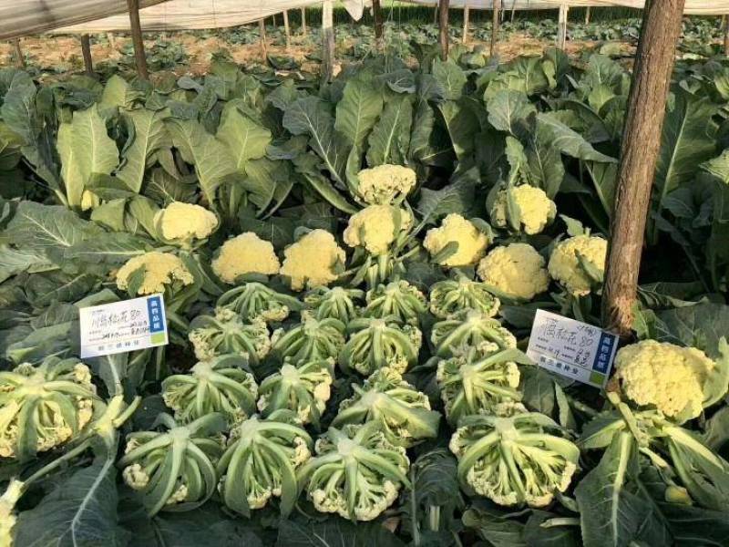 碧玉80松花菜种子80天青梗松花菜小米粒春秋有机菜花种