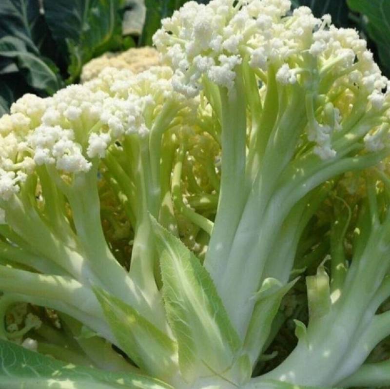 碧玉80松花菜种子80天青梗松花菜小米粒春秋有机菜花种