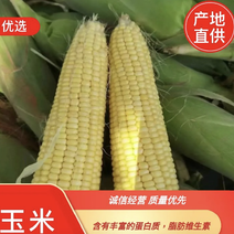 【热卖】玉米水果玉米白糯花糯太阳花大量上市
