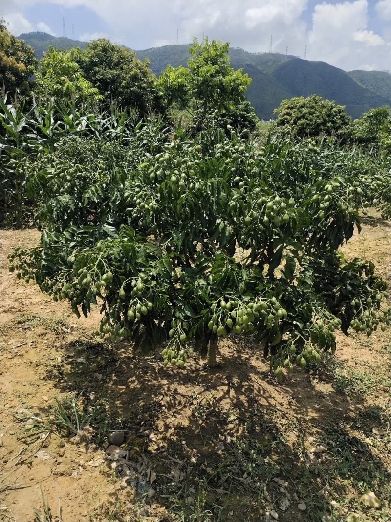 巨丰一号黄皮，广东巨丰一号黄皮苗，，黄皮苗