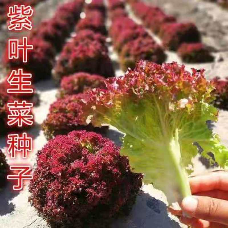 紫叶生菜种子有机沙拉菜种子四季种植耐寒热庭院大田蔬菜种子