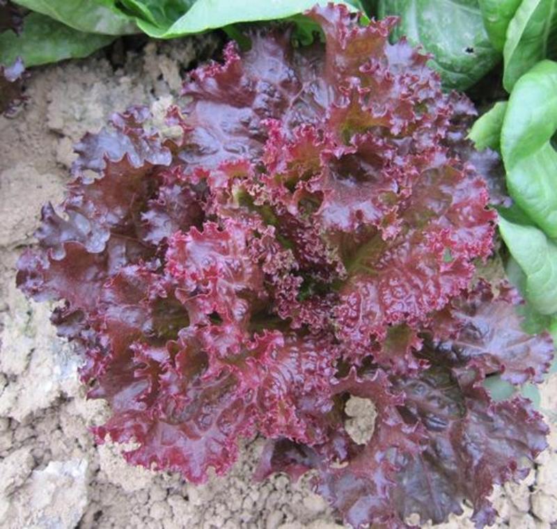 紫叶生菜种子有机沙拉菜种子四季种植耐寒热庭院大田蔬菜种子