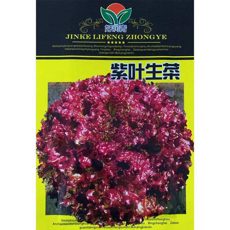 紫叶生菜种子有机沙拉菜种子四季种植耐寒热庭院大田蔬菜种子