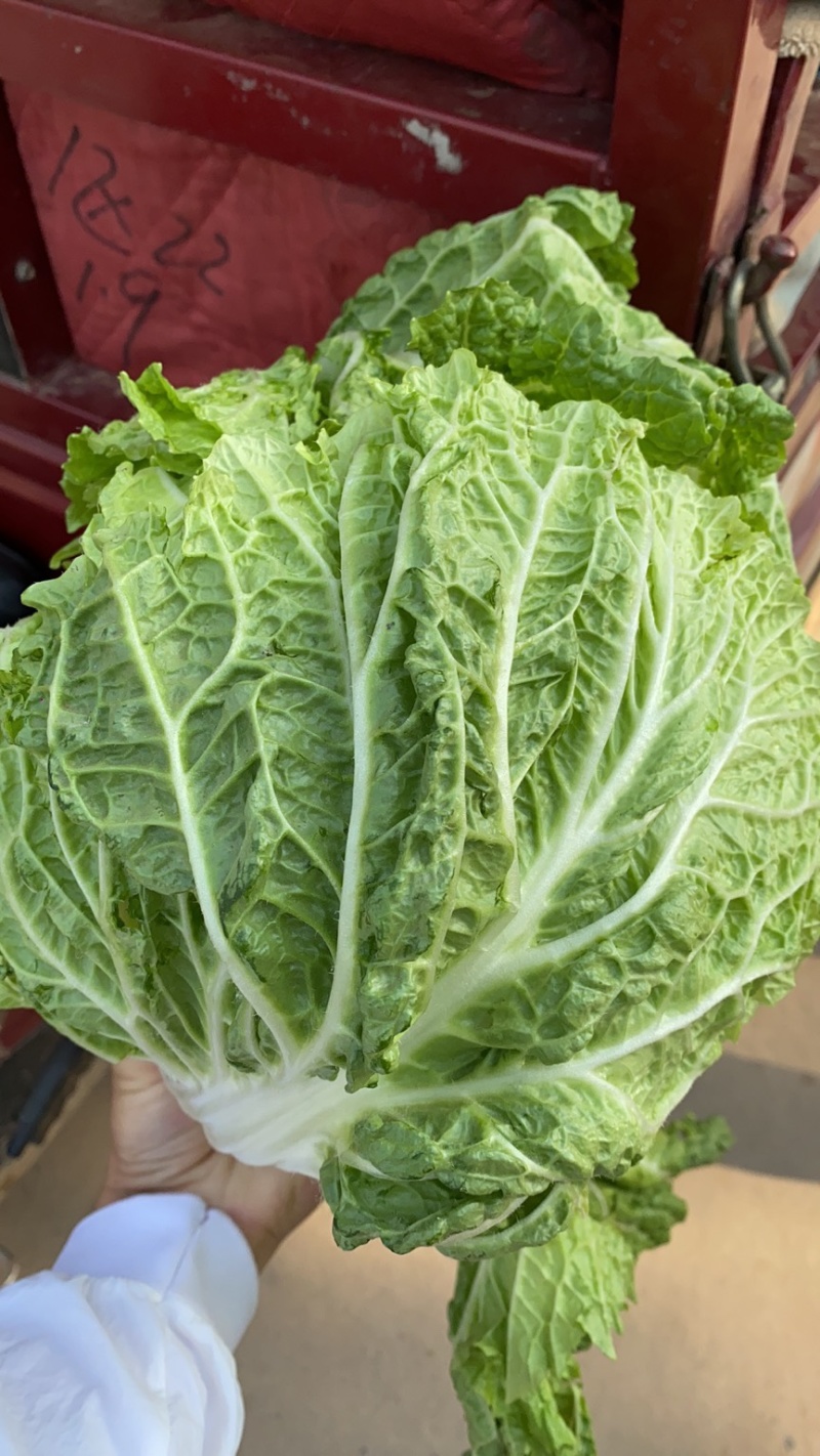 河北邯郸本地大白菜大量现货供应可视频在线观看量大从优
