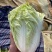 河北邯郸本地大白菜大量现货供应可视频在线观看量大从优