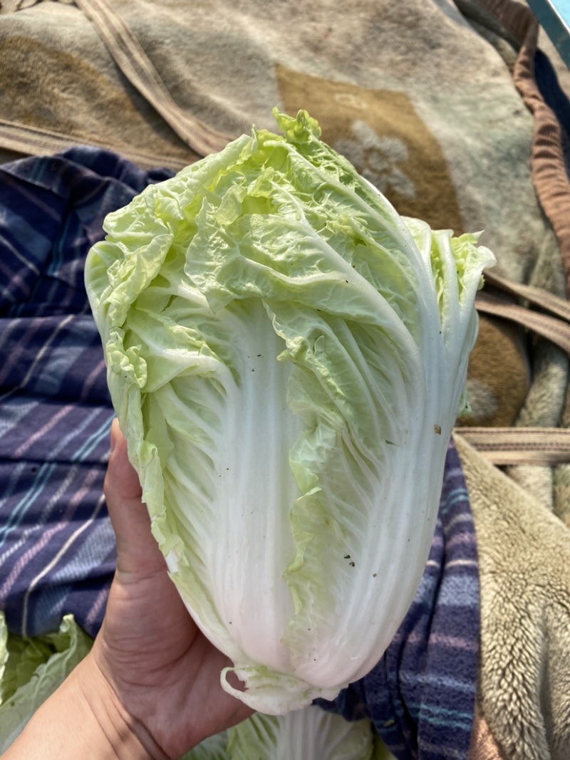 河北邯郸本地大白菜大量现货供应可视频在线观看量大从优