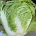 河北邯郸本地大白菜大量现货供应可视频在线观看量大从优