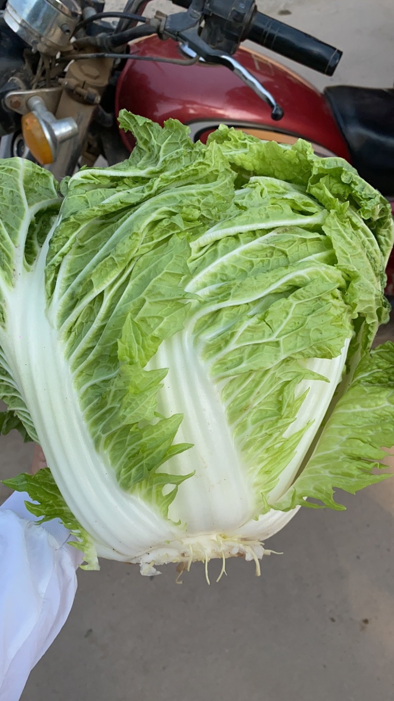 河北邯郸本地大白菜大量现货供应可视频在线观看量大从优