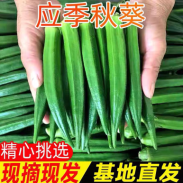 新鲜秋葵基地直发一件代发代办