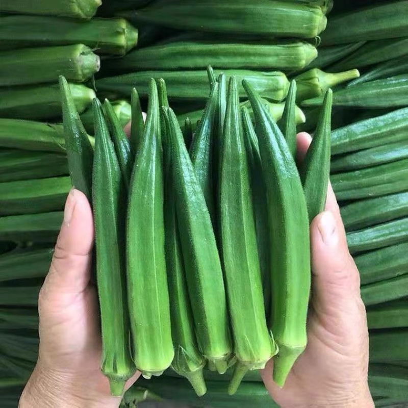 新鲜秋葵基地直发一件代发代办