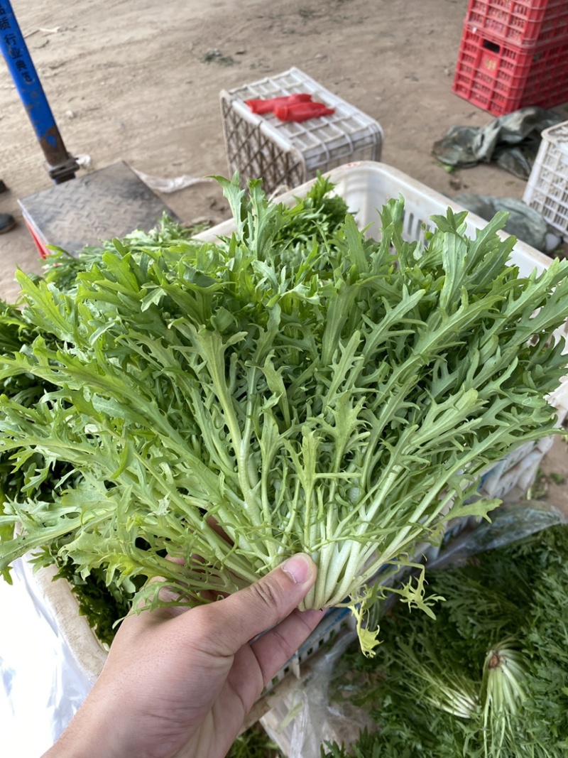 河北邯郸本地苦菊大量现货供应可视频在线观看量大从优