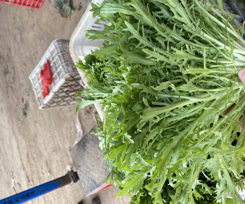河北邯郸本地苦菊大量现货供应可视频在线观看量大从优