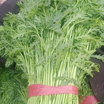 河北邯郸本地茼蒿大量现货供应可视频在线观看量大从优