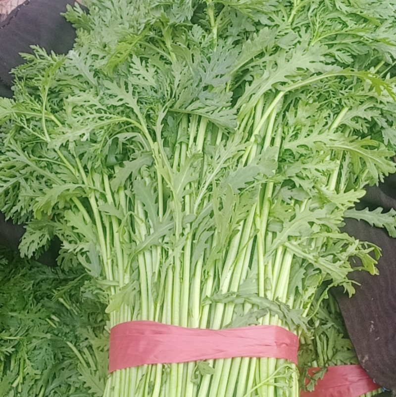 河北邯郸本地茼蒿大量现货供应可视频在线观看量大从优