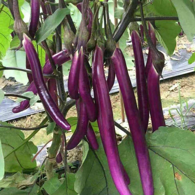 杭茄一号茄子种子新品紫红色长茄子线茄早熟高产