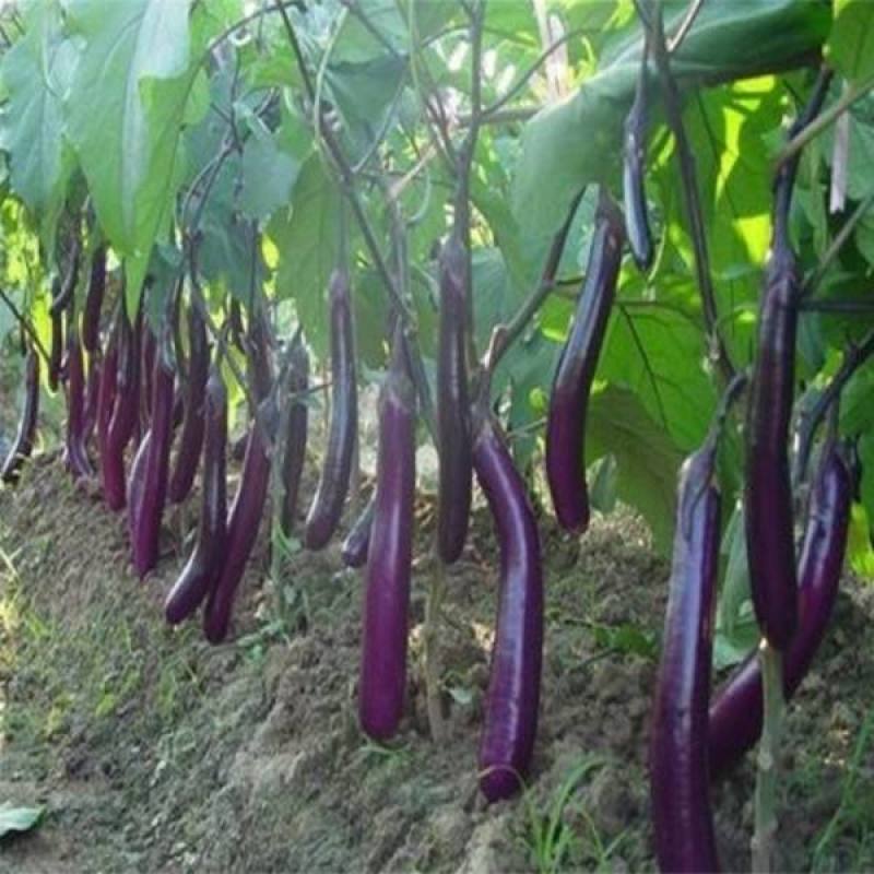 杭茄一号茄子种子新品紫红色长茄子线茄早熟高产
