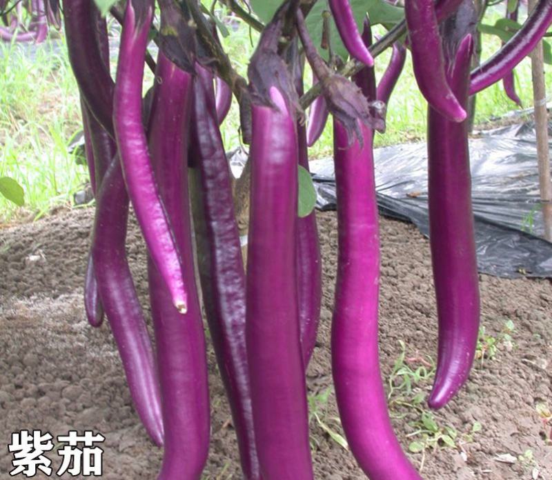 杭茄一号茄子种子新品紫红色长茄子线茄早熟高产