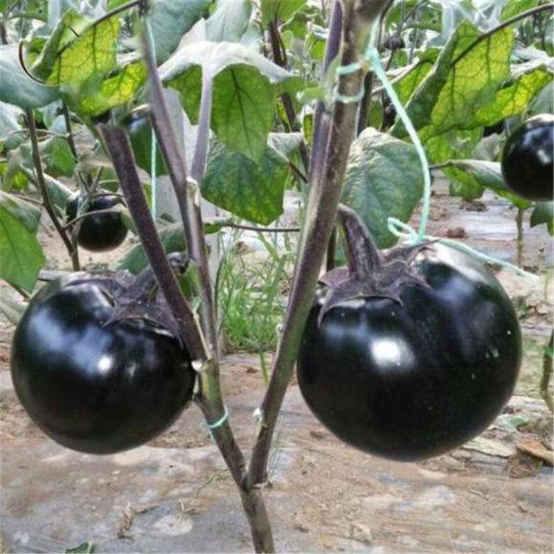 特大茄子种子绿茄子快圆茄种籽高产四季易种青茄田园阳台盆栽