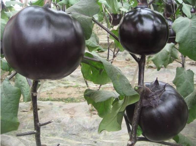 特大茄子种子绿茄子快圆茄种籽高产四季易种青茄田园阳台盆栽