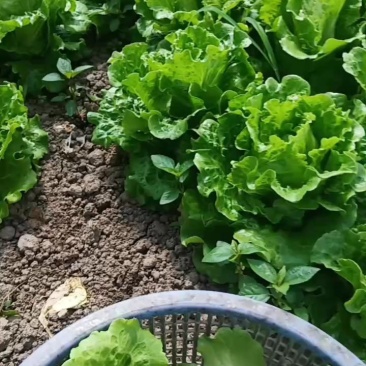 金山区生菜