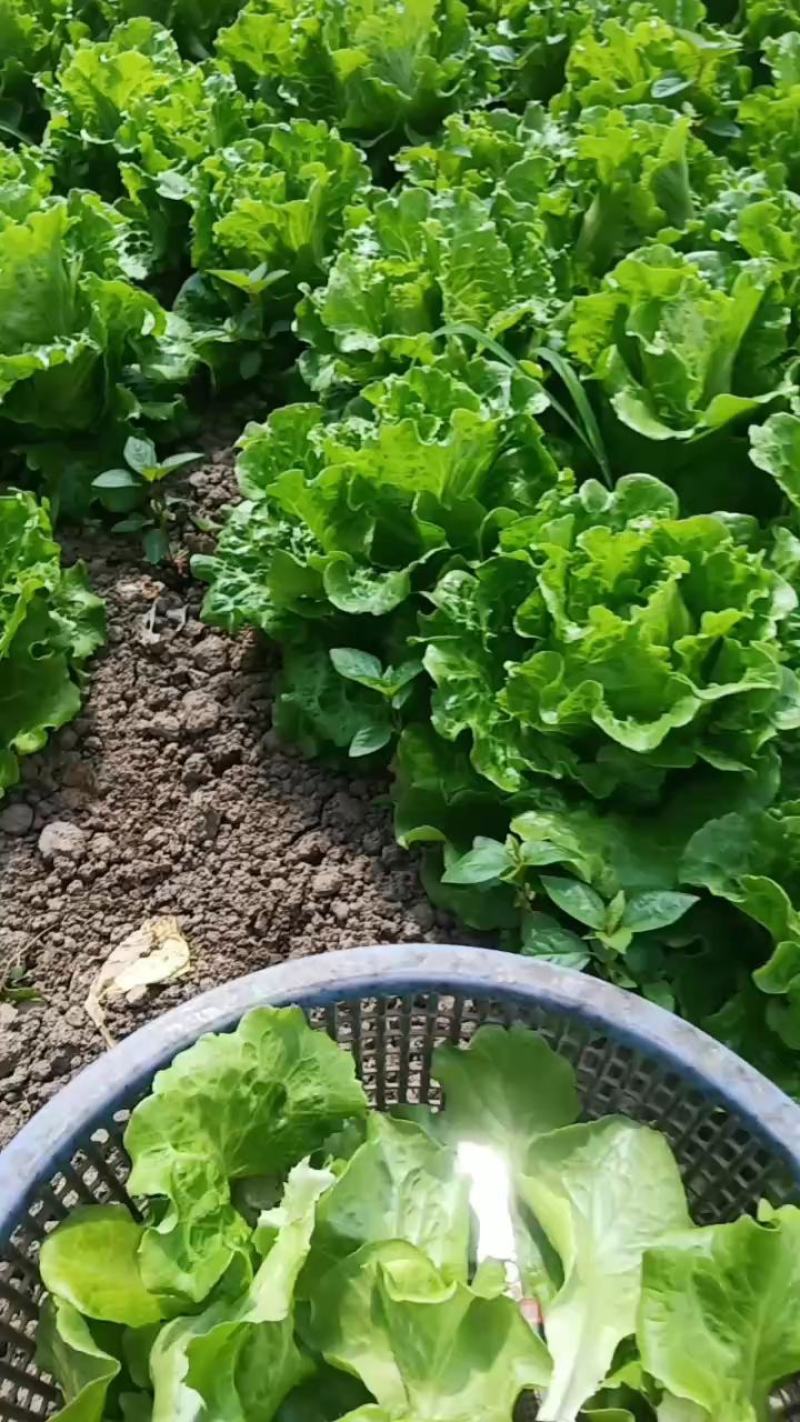 金山区生菜