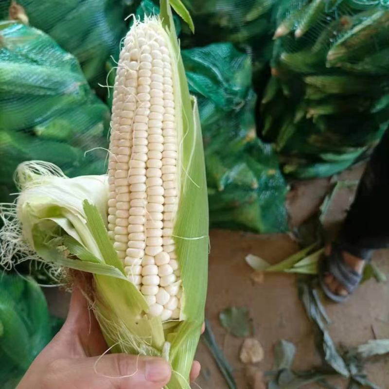 白糯玉米